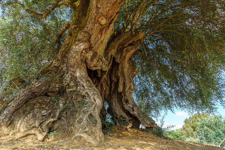 ältester Baum Portugals