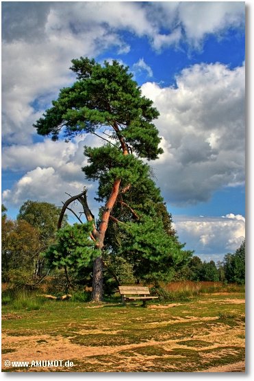 bank vor einem baum an den maasduinen