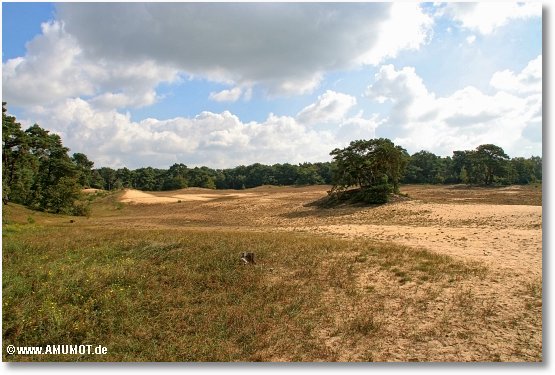 maasduinen