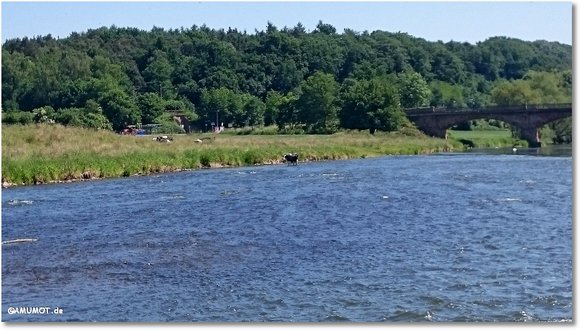 kühe baden in der eder