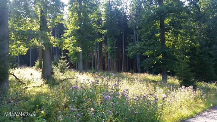 Bei der einstündigen Gassirunde im Wald