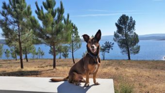 hunde in portugal am see