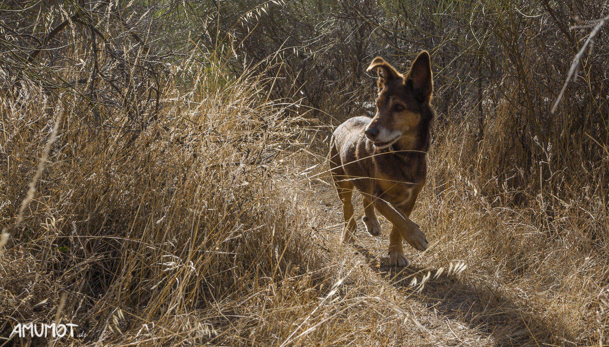 Hunde auf Reisen fotografieren