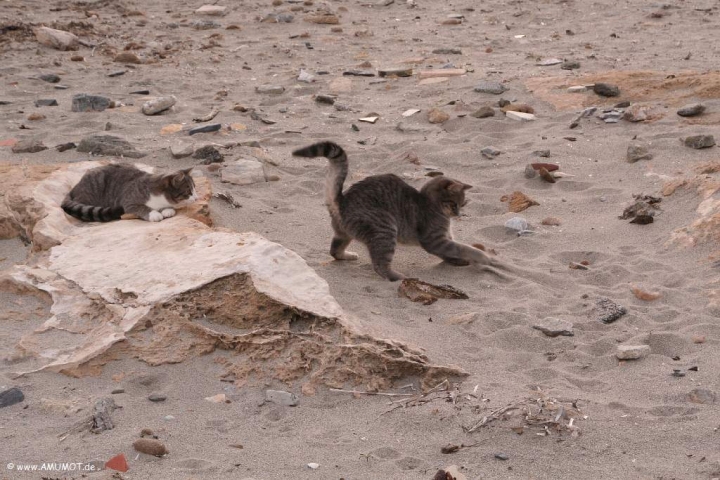 katzen spielen am strand