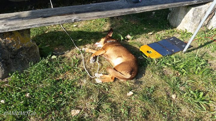 Max genießt das Wetter, selbst bei 33 Grad liegt er in der Sonne und chillt vor sich hin.