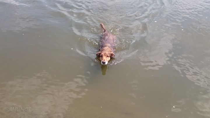 Bei 33 Grad im Schatten, geht sogar Max eine Runde schwimmen