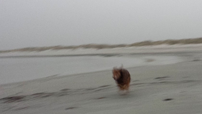 Max rennt am Strand