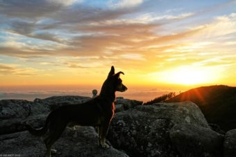Hund blickt in den Sonnenuntergang