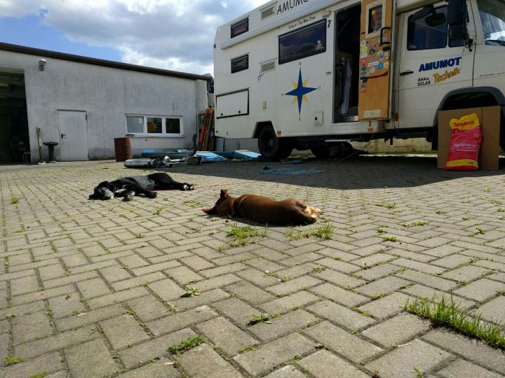 Die Hundis hatten dafür einen sehr entspannten Tag.