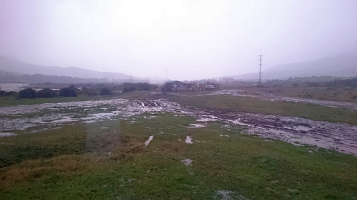 schweineweise bei regen