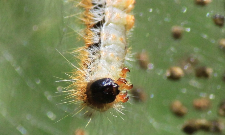  Pinien-Prozessionsspinner (Thaumetopoea pityocampa)