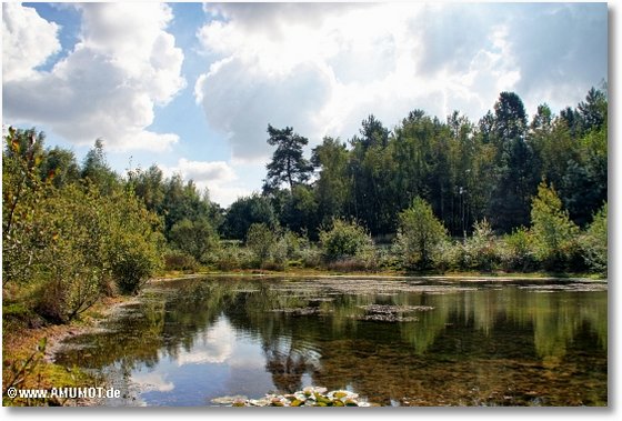 viele seen und bäume an den maasdünen