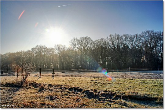 sonne über dem wald