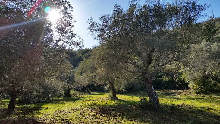 Olivenhaine an der Alagrve
