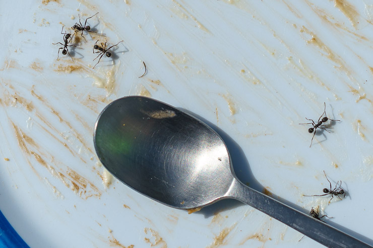 Ameisen auf dem Teller