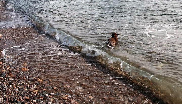 Meer mit Hund in Spanien